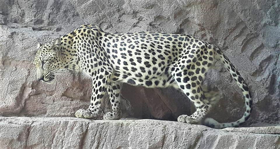 Arabian Leopard Panthera pardus nimr in Sharjah Photo Prof Dr Norman Ali Khalaf