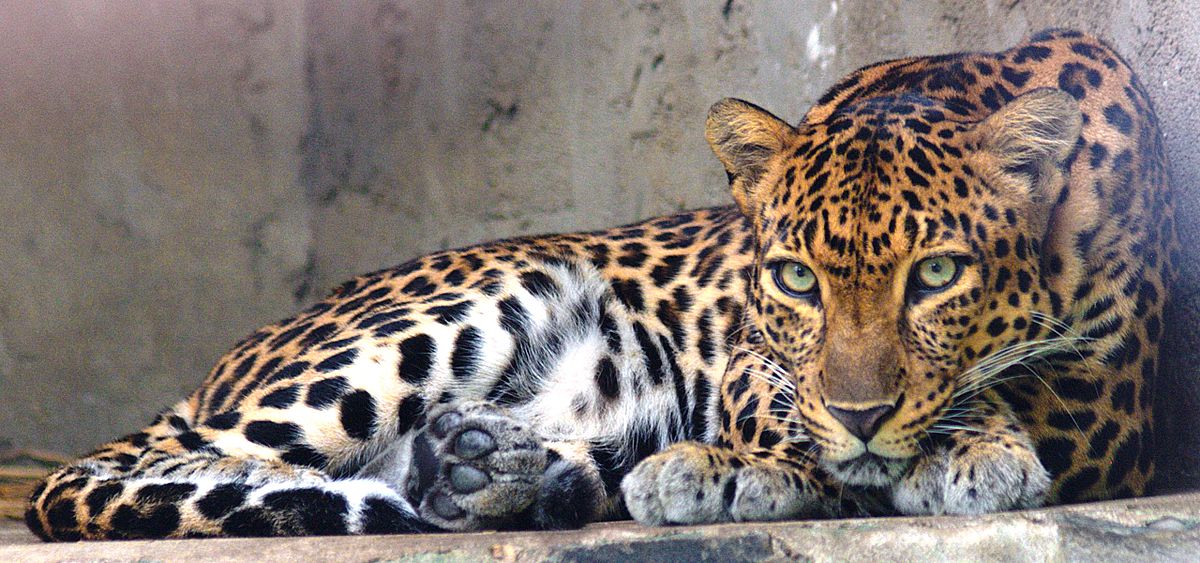 Indochinese leopard