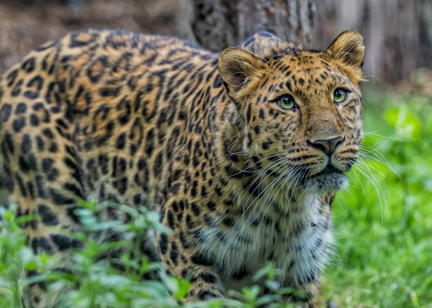 Captive female leopard