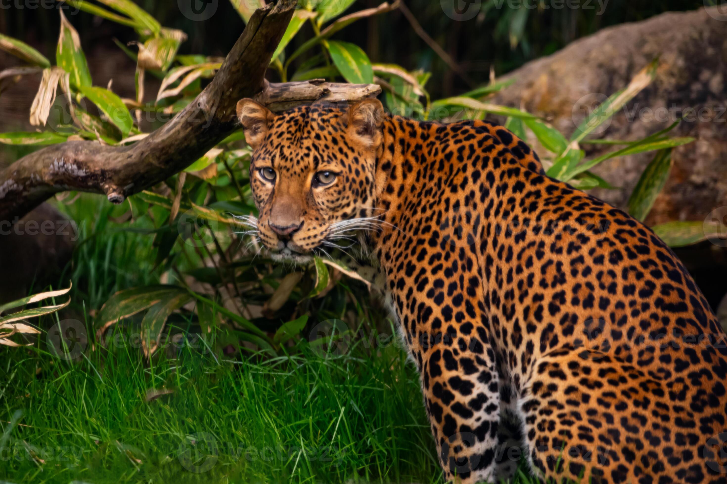 male javan leopard panthera pardus melas of java indonesia photo