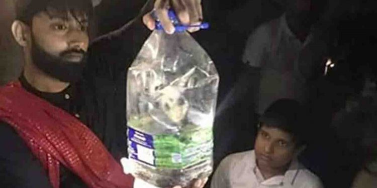 kelaniya Snake 750x375